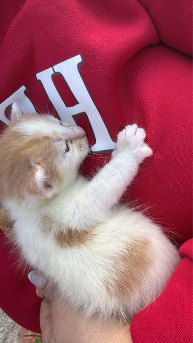 Gatinho macho para dar