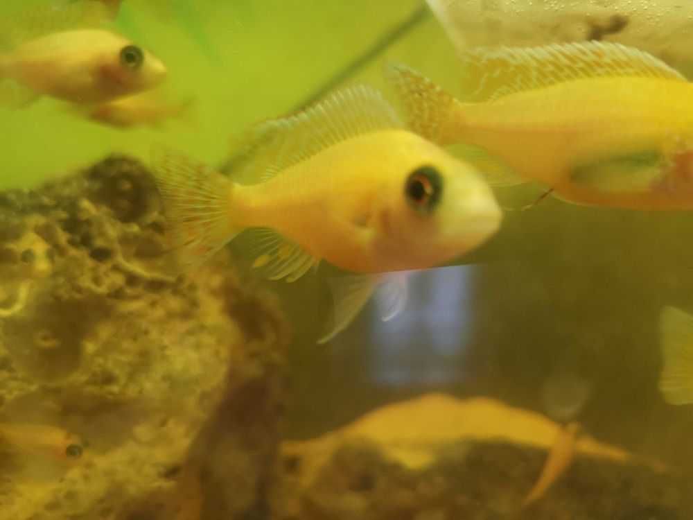 Pyszczaki Malawi Aulonocara Firefish