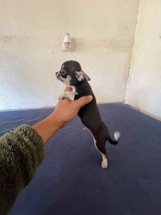 chihuahua macho   lop e afixo