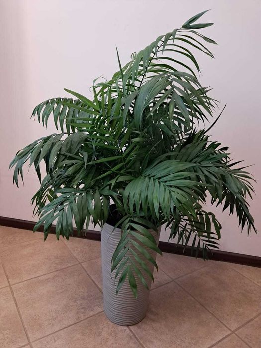 Пальма Хамедорея в горшку 1м.