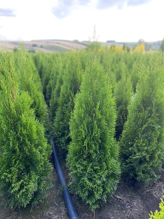 Tuja Szmaragd 110-120cm PRODUCENT*DOWOZIMY*SADZIMY(tuje,thuja,thuje)