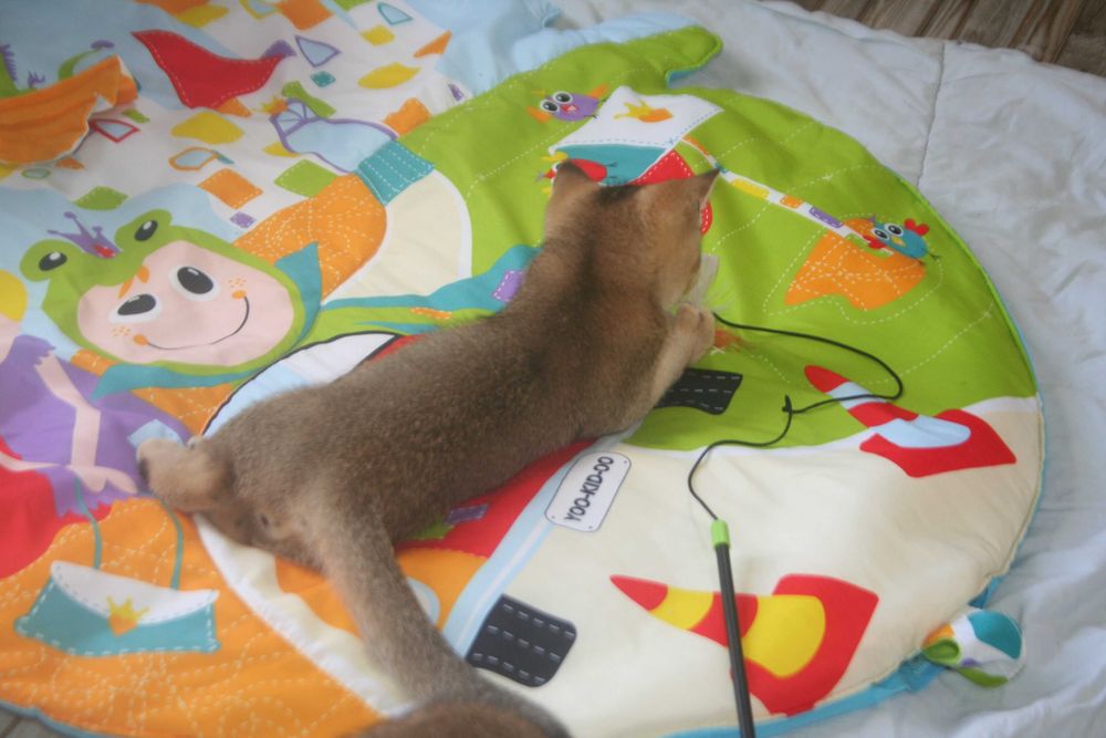 Акція вихідного дня Золоті шотландські котики