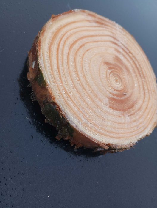 Plaster sosnowy krążek 10-15 cm gr 2cm