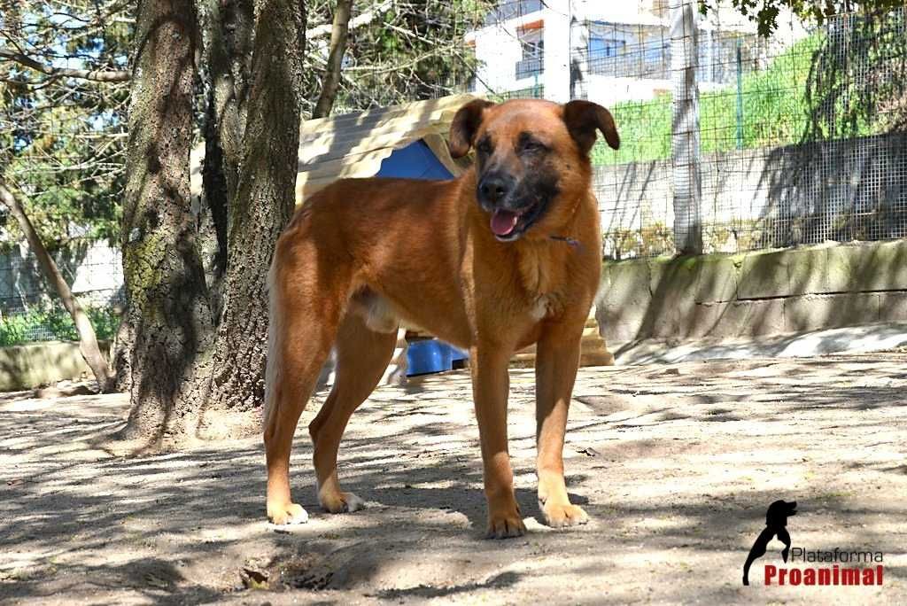 FUSCO - Cãozinho para adoção!