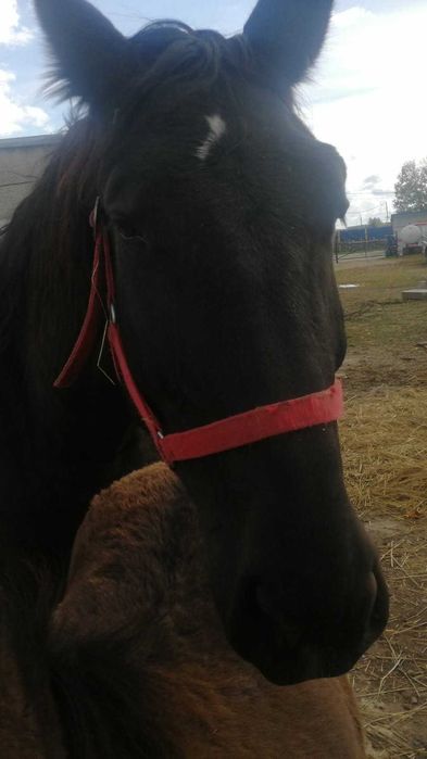 Sprzedam klacze śląskie