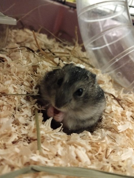 Chomiki dżungarskie młode