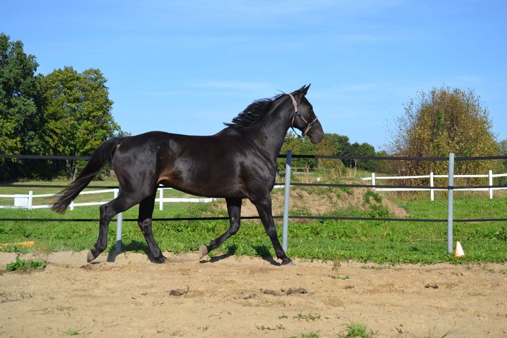 Piękny wałach na sprzedaż