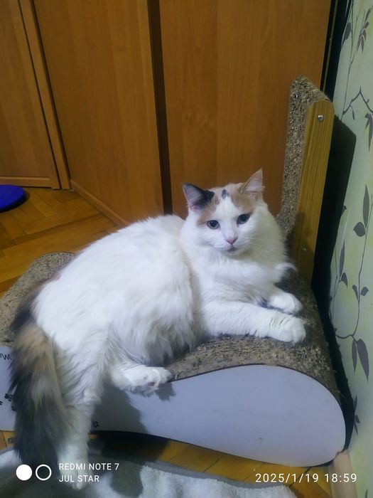 Киця шукає родину