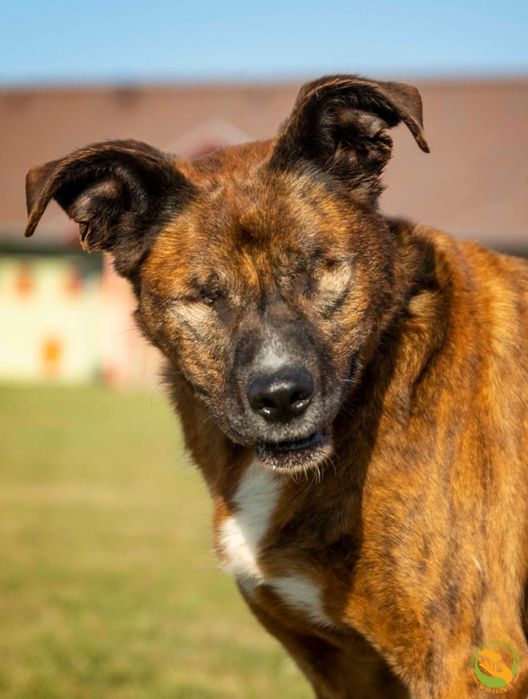 Skatowany porzucony Forest szuka domu już na zawsze
