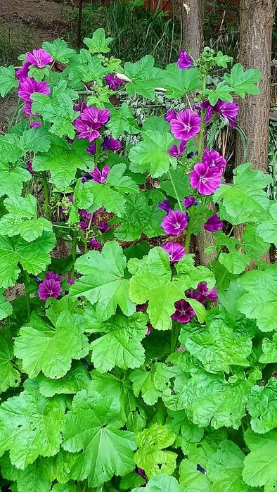 Насіння лікарських квітів