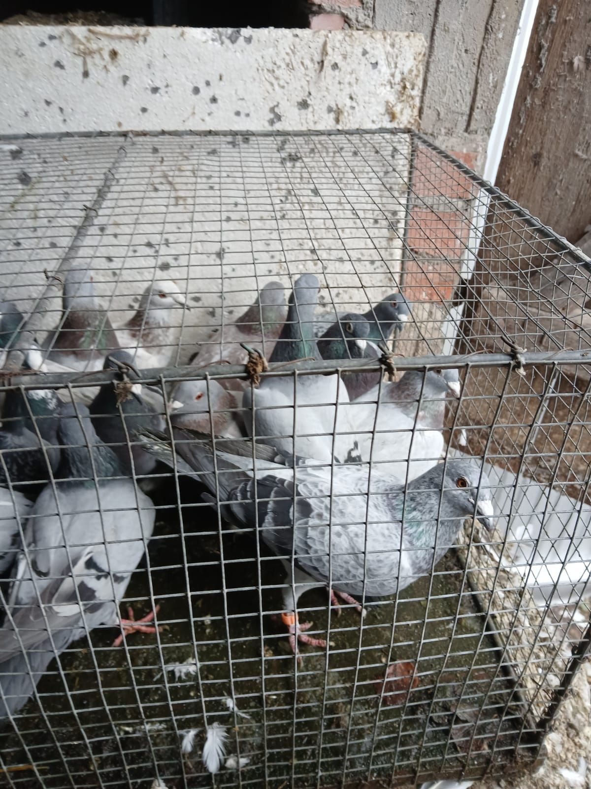 Gołębie pocztowe ptaki -likwidacja
