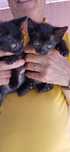 Gatinhos para adocao