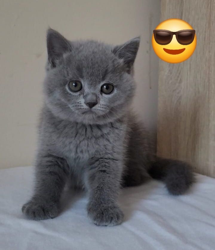 Kot brytyjski kocurek