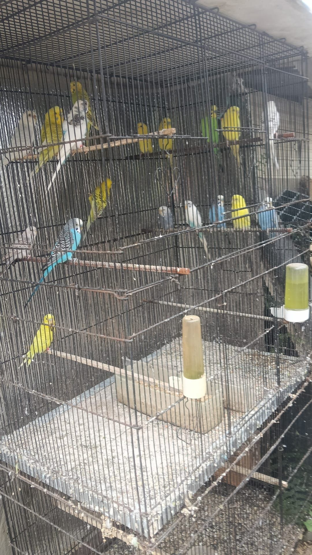 Vendo Piriquitos