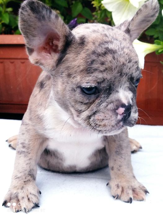 Малыши французы.