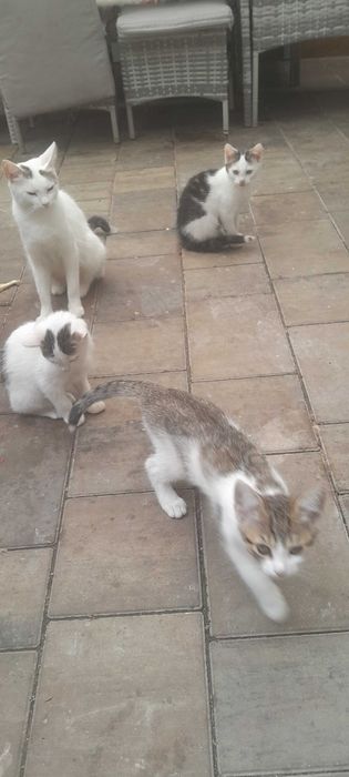 Oddm mlodo  kotke i 4 male kotki