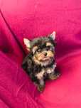 Piesek mini Yorkshire terrier