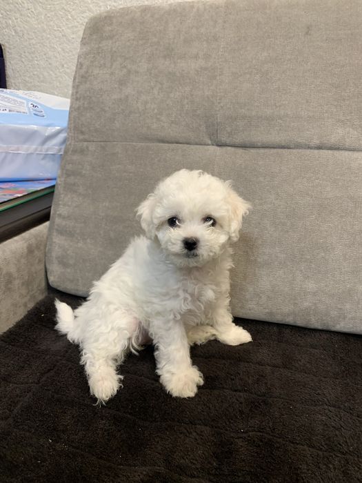 Собачки Бішон Фрізе