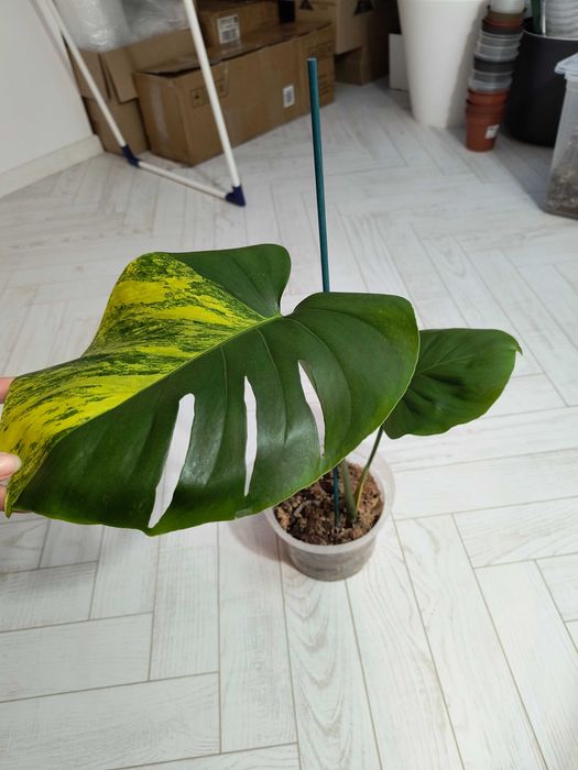 Rezerw -Monstera Deliciosa Marmorata Large Form, w typie yellow marlin