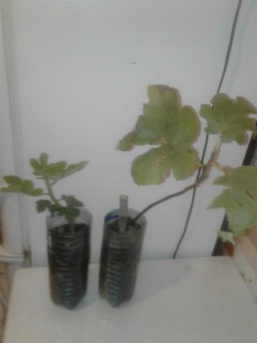 продам саженцы инжира