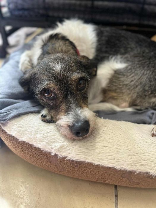 Mała suczka około 6 lat