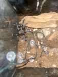Dorosly samiec pterinopelma sazimai (gotowu do dopuszczenia)