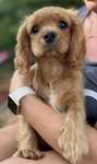 Cavalier King Charles Spaniel ruby piesek ZKwP/FCI