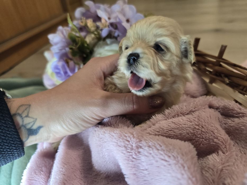 Maltipoo hybryda pudel toy maltanczyk chłopiec