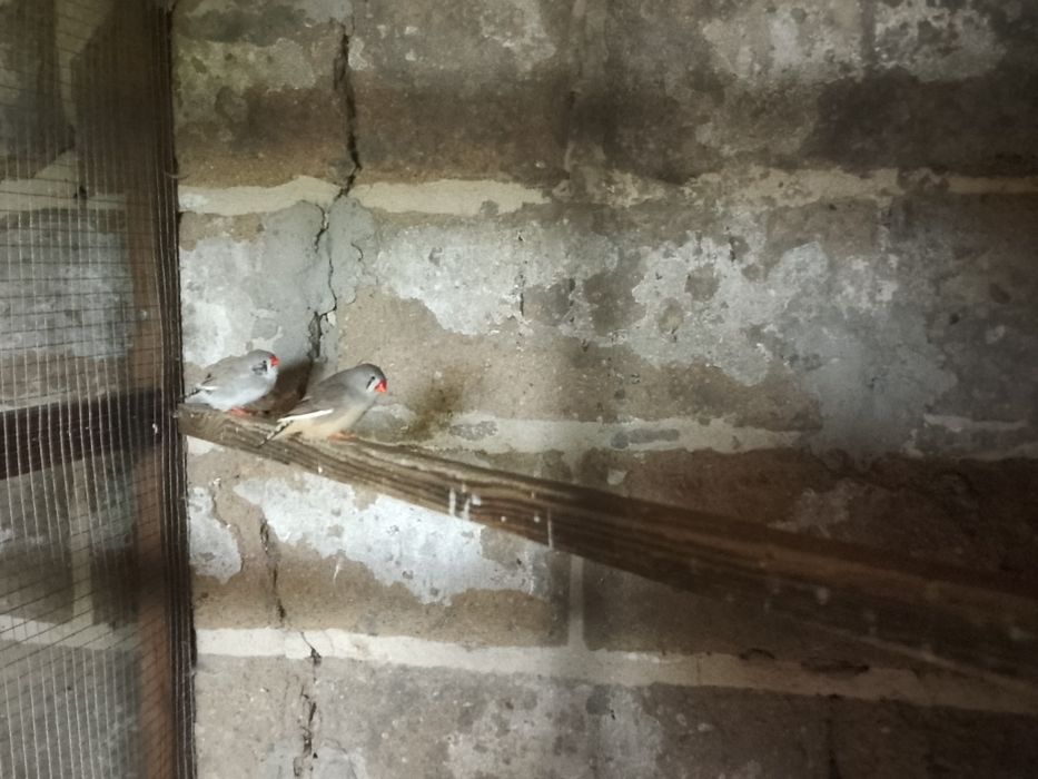 Amadyny wspaniałe Zeberki