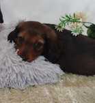 Dachshund macho mini