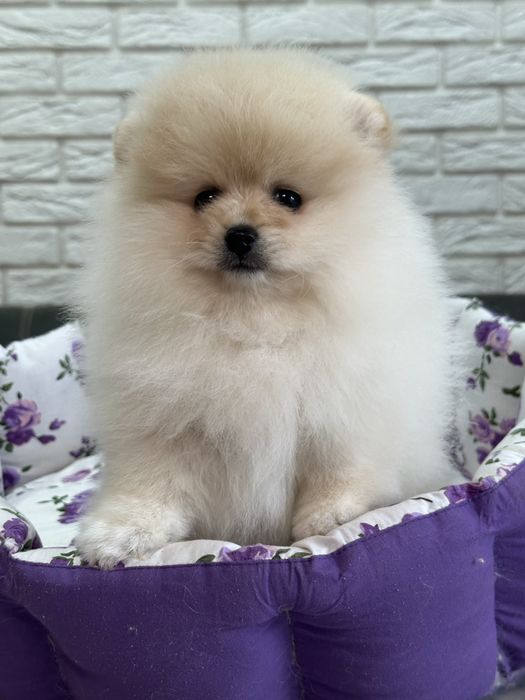 Кремовый шикардосик. Девочка померанского шпица.