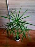 Papirus Cibora doniczkowa