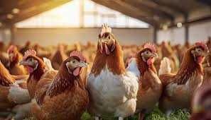 Kury Nioski Rosa Messa Dominant Sussex Leghorn ! ZAPRASZAM !