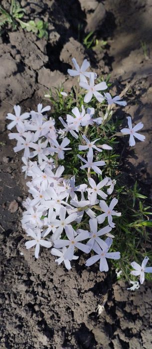 Шиловидні флокси,грунтопокривні