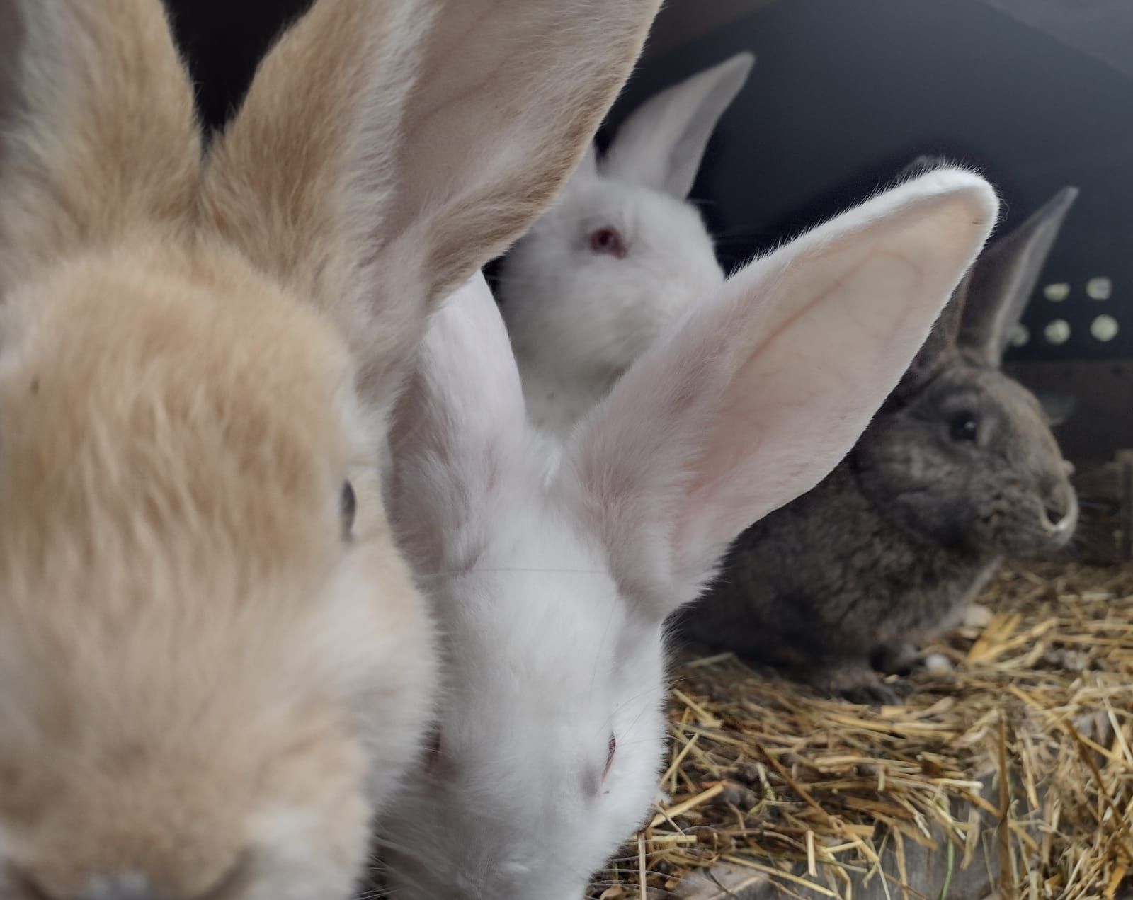 Młode króliki mieszańce dużych ras