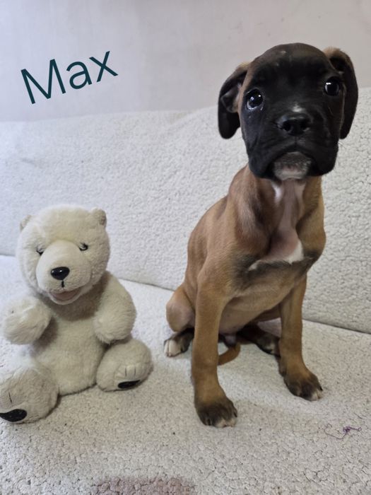 Piesek rasy bokser Max