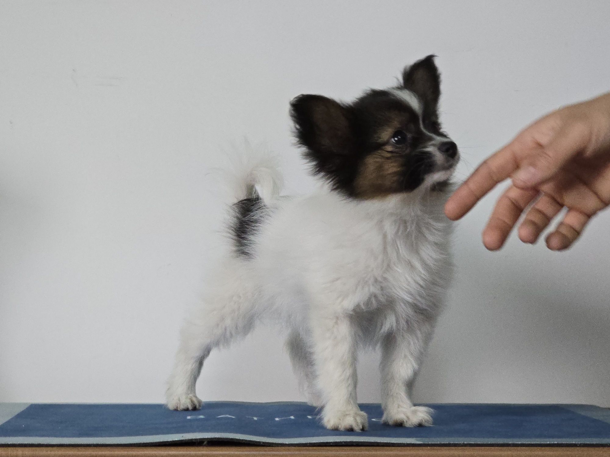 Papillon piesek FCI