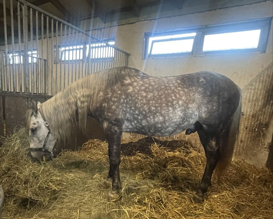 Wałach andaluzyjski