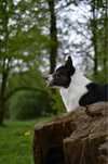 Welsh corgi cardigan dorosly pies