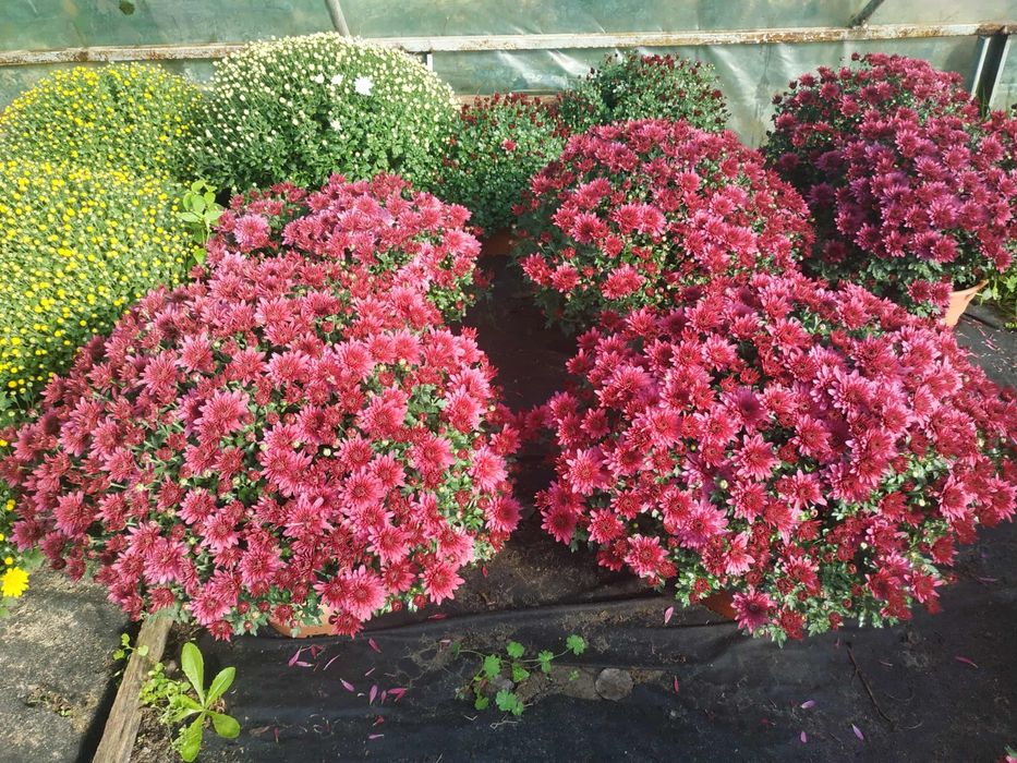 Chryzantemy drobnokwiatowe