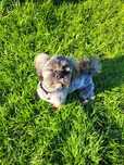 Reproduktor Shih Tzu Kennel Club