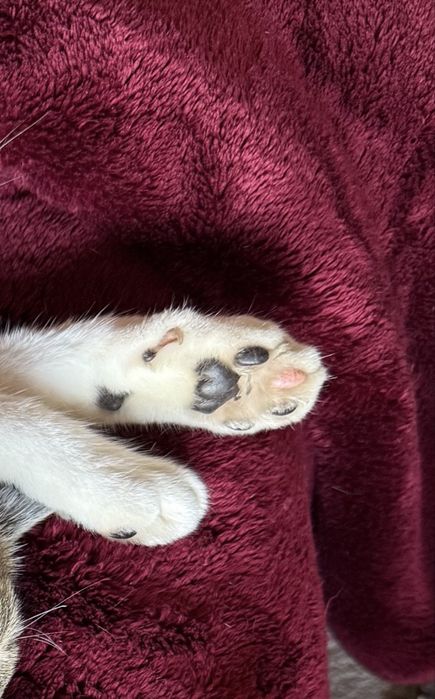 Zaginął Kot bialo-bury „Lucek” Nagroda