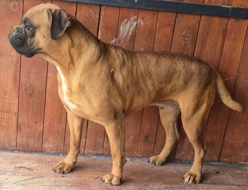 Zapowiedz miotu Bokser Wrzesień