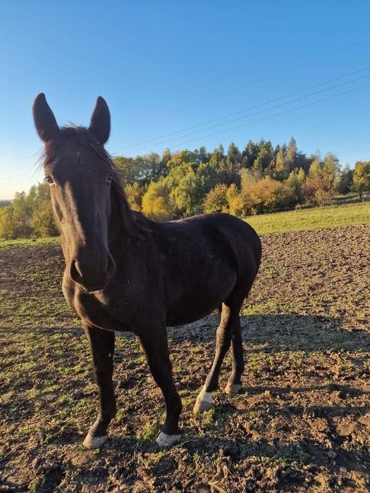 Sprzedam rocznego ogierka rasy śląskiej