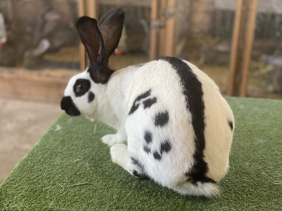 Olbrzym Belgijski i Olbrzym Srokacz z rodowodami