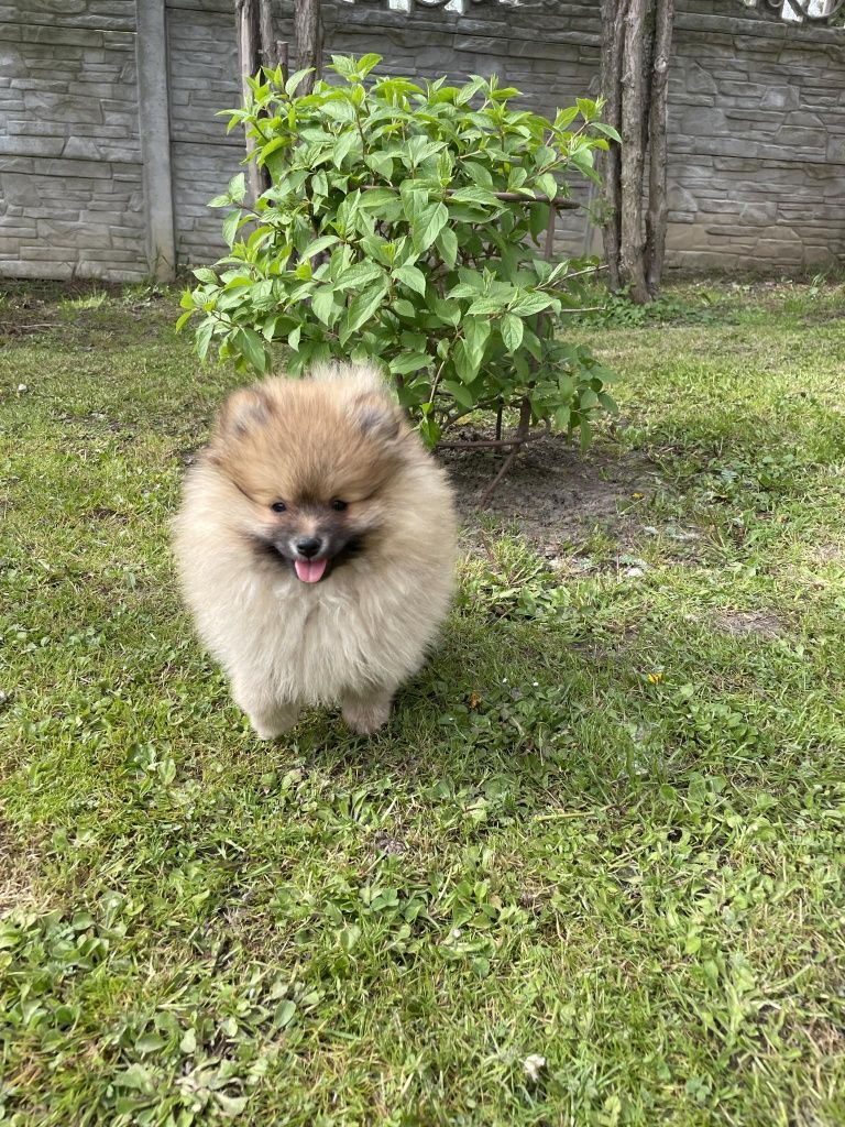 Szpic miniaturowy pomeranian z Rodowodem