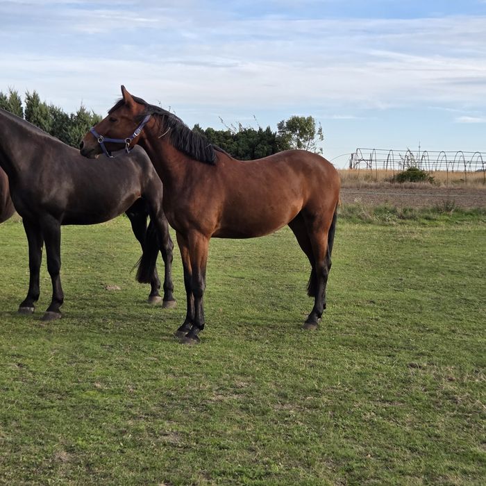 Wałach 3 lata dziadek Comme IL FAUT
