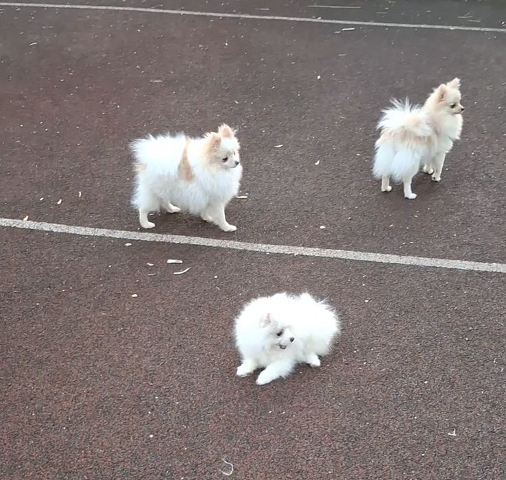 Детки с документами! Мини-щенки, померанцы на ладошку! Киев.