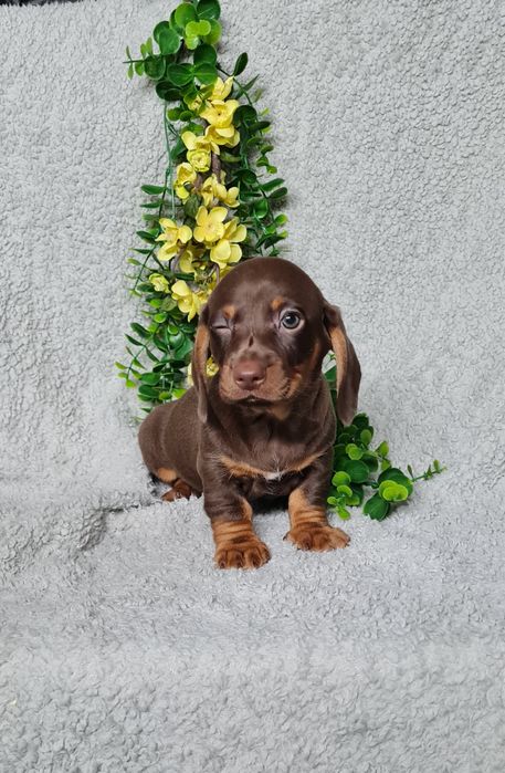 Teckel menina chocolate tan de Qualidade