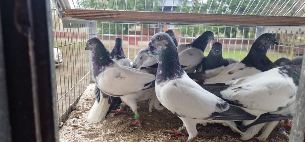 Budapeszty końcate gołębie budapeszt samiec samica